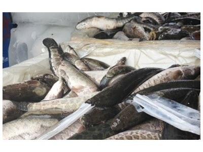 Quảng Ninh Tiêu Hủy 800kg Cá Quả Nhập Lậu