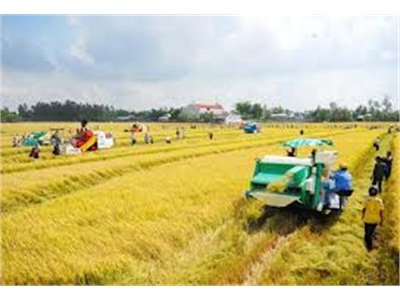 732,5 Ha Lúa Trong Mô Hình Cánh Đồng Lớn