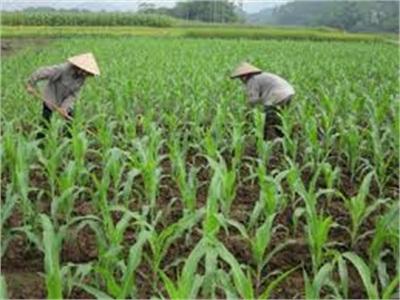 Nông Dân Huyện Lương Sơn Gieo Trồng Được 48.343 Ha Cây Vụ Mùa