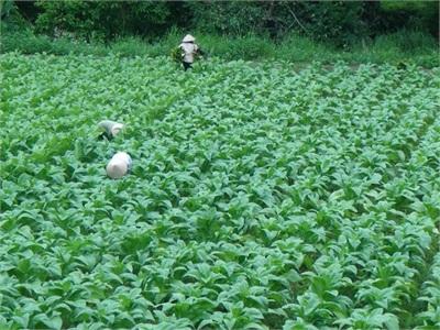 Lang Môn Đổi Thay Từ Cây Thuốc Lá