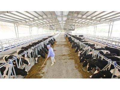 Cả Nước Có Khoảng 200.000 Con Bò Sữa