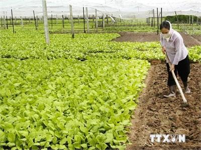 Đồng Bằng Sông Cửu Long Chuyển Đổi Đất Lúa Kém Hiệu Quả Sang Cây Trồng Lợi Nhuận