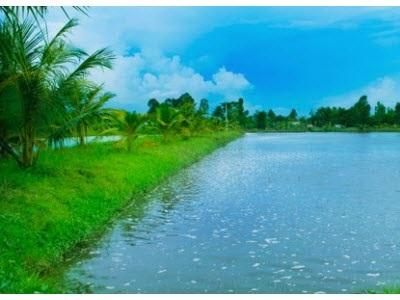 Công Ty TNHH Hùng Cá Đã Đạt Được Chứng Nhận VietGAP