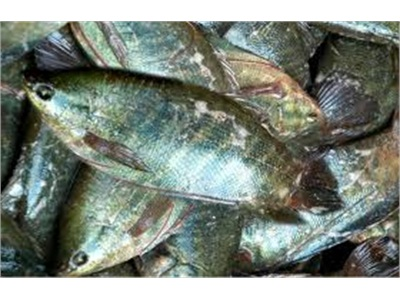 Giá Cá Nước Ngọt Tăng Cao