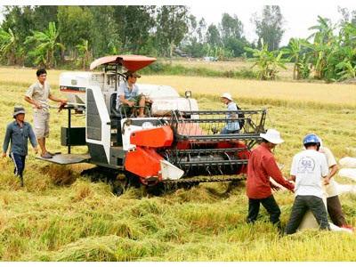 Giá Lúa Gạo Tăng, Ai Hưởng Lợi?