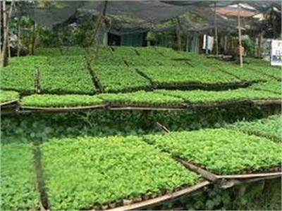 Vĩnh Phúc Nơi Cung Cấp Các Loại Giống Rau Chất Lượng Cao