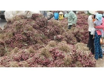 Hàng Chục Ngàn Tấn Hành Tím Tồn Đọng Bị Hư Hỏng