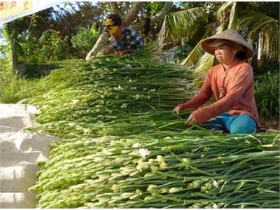 Huệ Bông Tăng Giá Sau 1 Năm Dài Rớt Giá