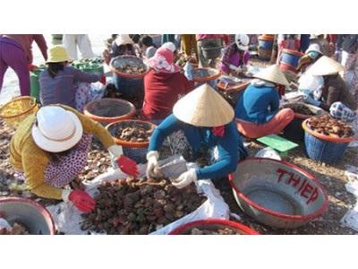 Cho Phép Khai Thác Một Số Loài Hải Đặc Sản Tại Vùng Biển Bình Thuận