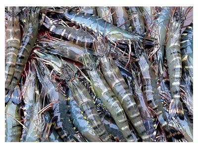Kiểm Soát Dịch Bệnh Hiệu Quả Khi Có Vùng Nuôi An Toàn