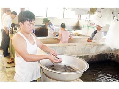 Trung Tâm Thủy Sản Tỉnh Lào Cai Xuất Hơn 3 Triệu Con Giống Thủy Sản