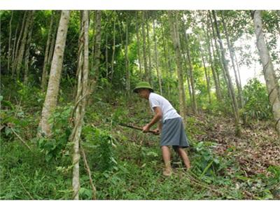 Minh Thanh Phát Triển Kinh Tế Rừng