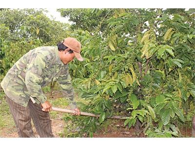 Chư Jút, Cựu Chiến Binh Vững Vàng Trên Mặt Trận Phát Triển Kinh Tế