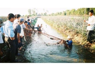 Nuôi Thủy Sản Trên Vùng Đất Phèn