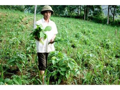 Triển Vọng Từ Mô Hình Nuôi Thỏ Ở Ba Bể (Bắc Kạn)