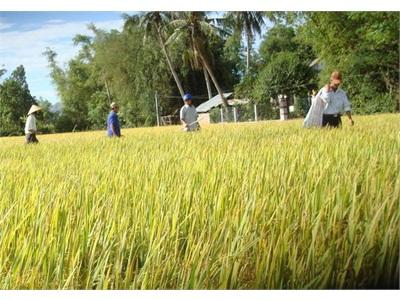 Mô Hình Sản Xuất Lúa Trên Ruộng Nhiễm Phèn, Mặn Cho Kết Quả Tốt