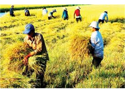 Hỗ Trợ Lãi Suất Đến 100% Nhằm Giảm Tổn Thất Trong Nông Nghiệp