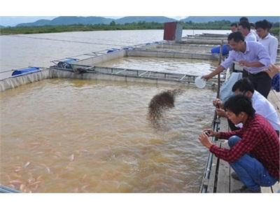 Phú Thọ Nuôi Cá Lồng, Bè Thu Tiền Tỷ