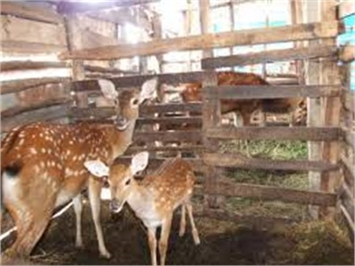 Nuôi Hươu Nhung Một Mô Hình Mới
