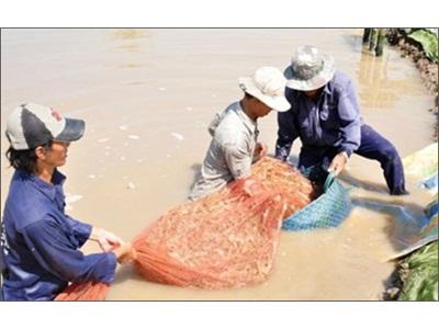 Nuôi Tôm Tại Quảng Ngãi Bỏ Thì Thương, Vương Thì Khổ