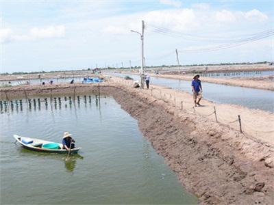 Bến Tre Điều Chỉnh Qui Hoạch Nuôi Tôm Chân Trắng