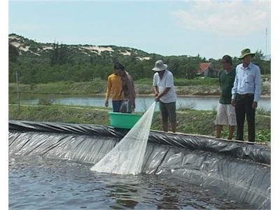 Khánh Hòa Triển Khai Các Biện Pháp Cấp Bách Phòng, Chống Dịch Bệnh Trên Tôm