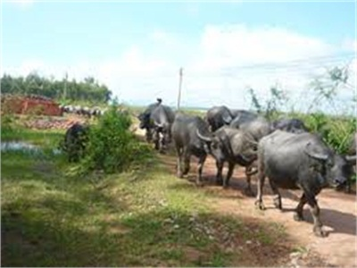 Nuôi Trâu, Bò Thương Phẩm Ở Mai Tùng (Phú Thọ)