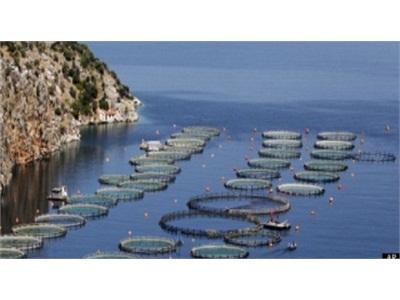 Phải Tăng Gấp Đôi Sản Lượng Thủy Sản Nuôi Để Đáp Ứng Nhu Cầu