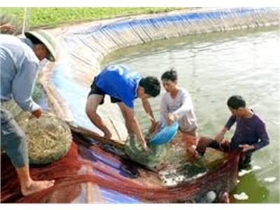 Sản Lượng Tôm Nuôi Huyện U Minh (Cà Mau) Đạt 2.900 Tấn