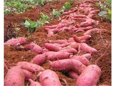 Vĩnh Long Xây Dựng Mô Hình Cơ Giới Hóa Sản Xuất Khoai Lang