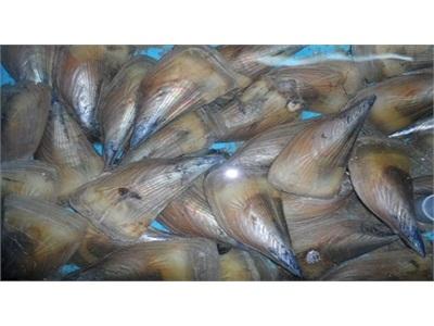 Ngư Dân Trúng Lớn Sò Mai Biển