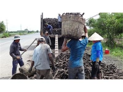 Thi Nhau Nhổ Mì Chạy Úng