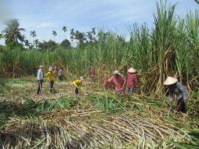 Trồng Mía Giải Khát Thận Trọng Khi Đầu Tư