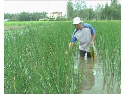 Nông Dân Thị Xã Ngã Năm Bước Vào Mùa Năn