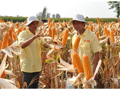 Chuyển Đổi Trồng Lúa Sang Trồng Ngô, Cách Làm Hiệu Quả Của Nông Dân An Phú