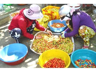 Tiền Giang Khai Thác Lợi Thế Cây Sơ Ri