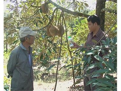 Loại Thuốc Làm Chín Trái Vẫn Được Phép Sử Dụng