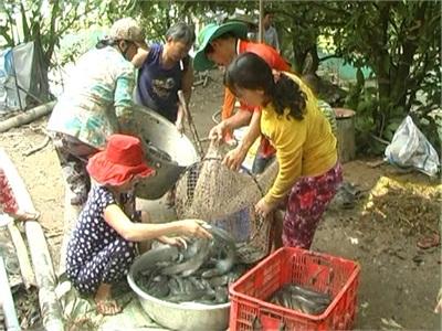 Tam Nông (Đồng Tháp) Thủy Sản Nuôi Được Giá