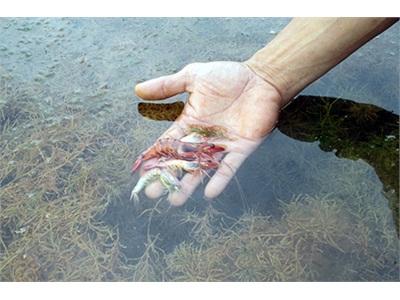 Mùa Tôm Buồn Ở Tiên Yên (Quảng Ninh)