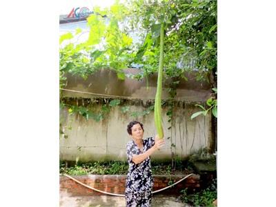Giàn Mướp Cho Trái Dài... Hơn 1,3m