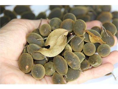Trái Xay Rừng Vào Vụ Thu Hoạch