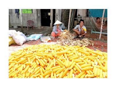 Trồng Bắp Lai Cho Lợi Nhuận Khá