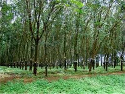Người Trồng Cao Su Điêu Đứng