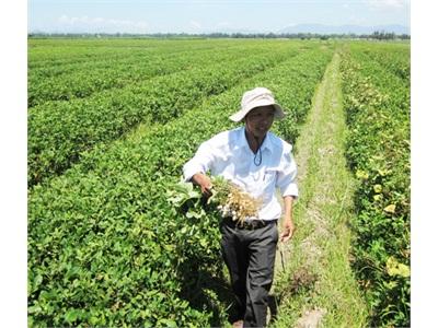 Trồng Đậu Phụng Trên Đất Lúa