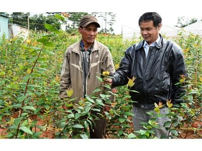 Hoa Trồng Không Biết Bán Cho Ai