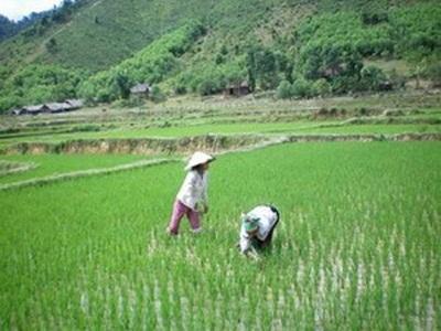 Mường Ảng Mất Trắng Gần 6ha Lúa Do Thiên Tai