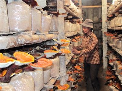 Yên Khánh (Ninh Bình) Xây Dựng Ngành Sản Xuất Nấm Theo Hướng Hàng Hóa