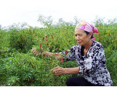 Nông Dân Miền Trung Trồng Ớt Cay Hái Quả Đắng