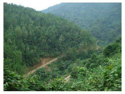 Toàn Tỉnh Trồng Trên 843 Ha Rừng