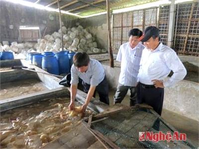Nghệ An Chế Biến Sứa Ăn Liền Tại Diễn Châu